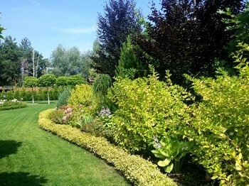 висаджування дерев та кущів